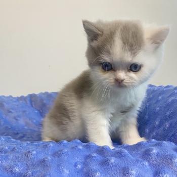 chaton British Shorthair lilac bicolor BLISS Chatterie des 7'N Rock