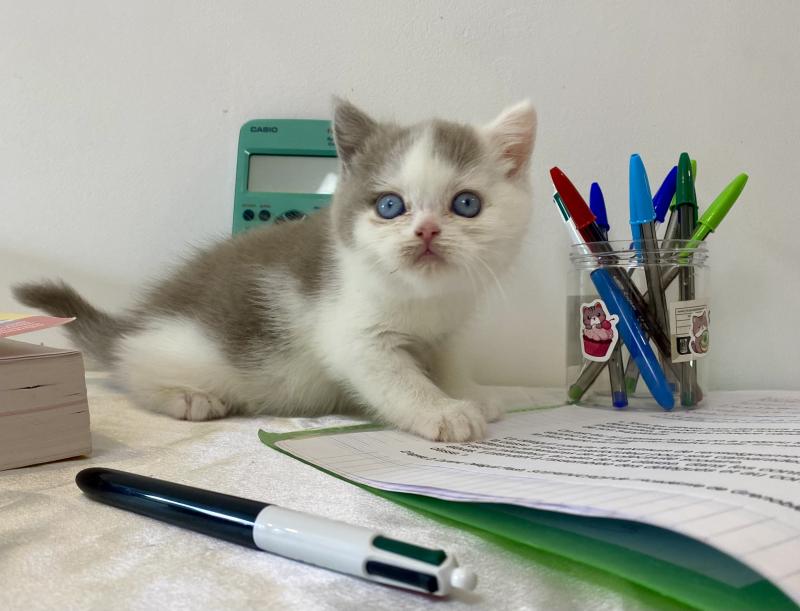 BLISS des 7'N Rock Mâle British Shorthair