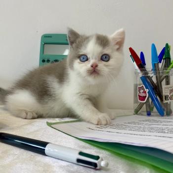 chaton British Shorthair lilac bicolor BLISS Chatterie des 7'N Rock