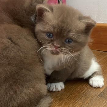 chaton British Shorthair chocolate & blanc BLYSKA Chatterie des 7'N Rock