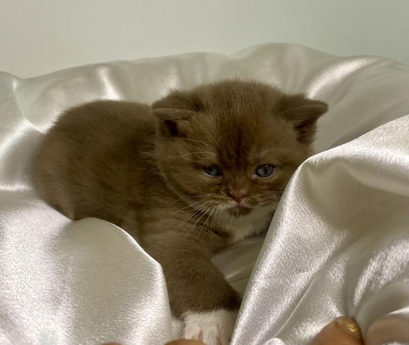 BRYSKA des 7'N Rock Femelle British Shorthair