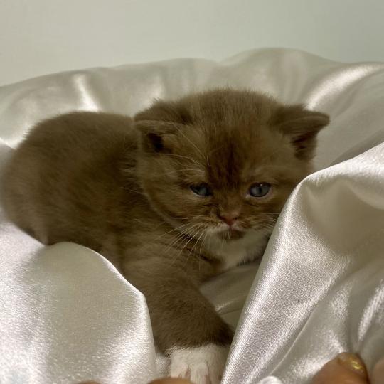 BRYSKA des 7'N Rock Femelle British Shorthair