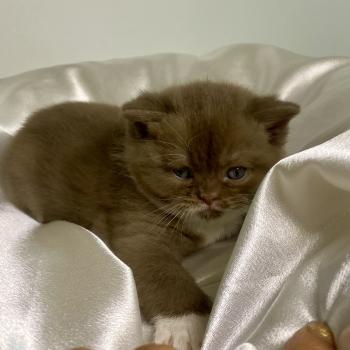 chaton British Shorthair chocolate & blanc BRYSKA Chatterie des 7'N Rock
