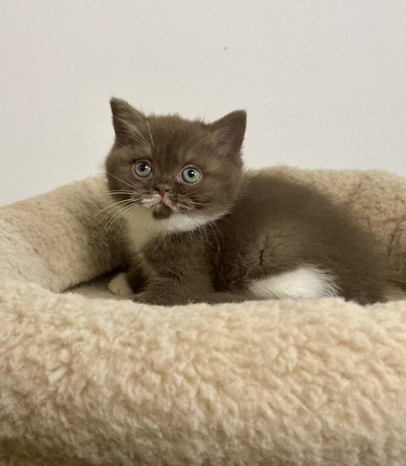 BANSHEE des 7'N Rock Femelle British Shorthair
