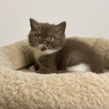 chaton British Shorthair chocolate & blanc BRYSKA Chatterie des 7'N Rock