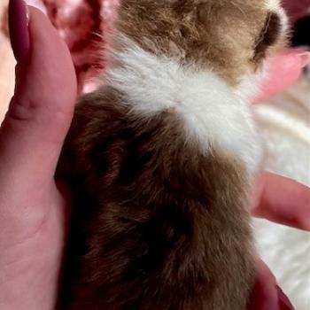 chaton British Shorthair chocolate ticked tabby bicolor BOHEME Chatterie des 7'N Rock