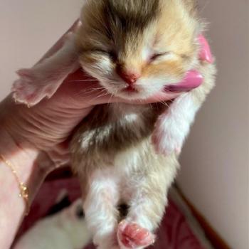 chaton British Shorthair chocolate ticked tabby bicolor BOHEME Chatterie des 7'N Rock