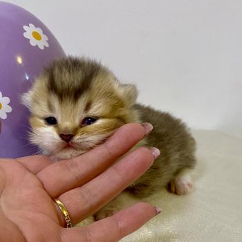 chaton British Shorthair chocolate ticked tabby bicolor BOHEME Chatterie des 7'N Rock