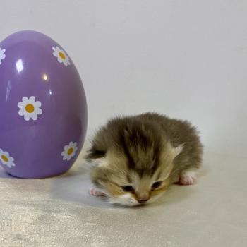 chaton British Shorthair chocolate ticked tabby bicolor BOHEME Chatterie des 7'N Rock