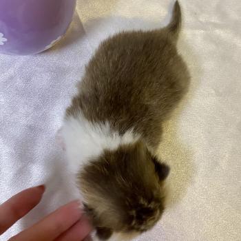 chaton British Shorthair chocolate ticked tabby bicolor BOHEME Chatterie des 7'N Rock