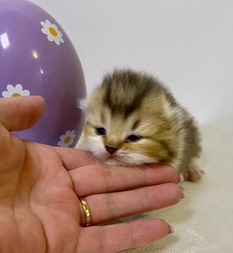 BOHEME Femelle British Shorthair