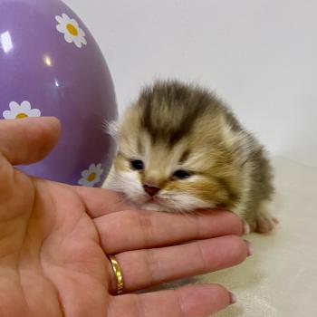 chaton British Shorthair chocolate ticked tabby bicolor BOHEME Chatterie des 7'N Rock