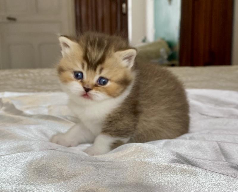 BOHEME Femelle British Shorthair