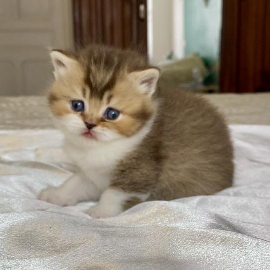 BOHEME Femelle British Shorthair