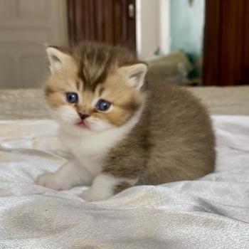 chaton British Shorthair chocolate ticked tabby bicolor BOHEME Chatterie des 7'N Rock
