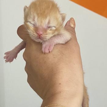 chaton British Shorthair red BRIATH Chatterie des 7'N Rock