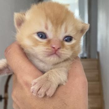 chaton British Shorthair red BRIATH Chatterie des 7'N Rock