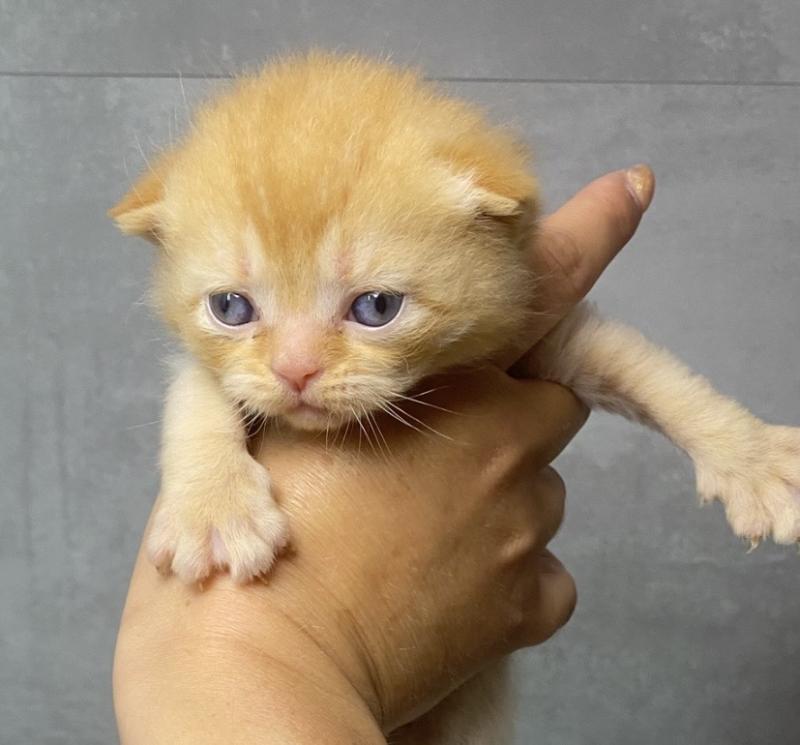 BRIATH des 7'N Rock Mâle British Shorthair