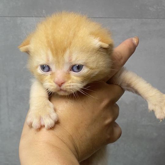 BRIATH des 7'N Rock Mâle British Shorthair