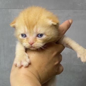 chaton British Shorthair red BRIATH Chatterie des 7'N Rock