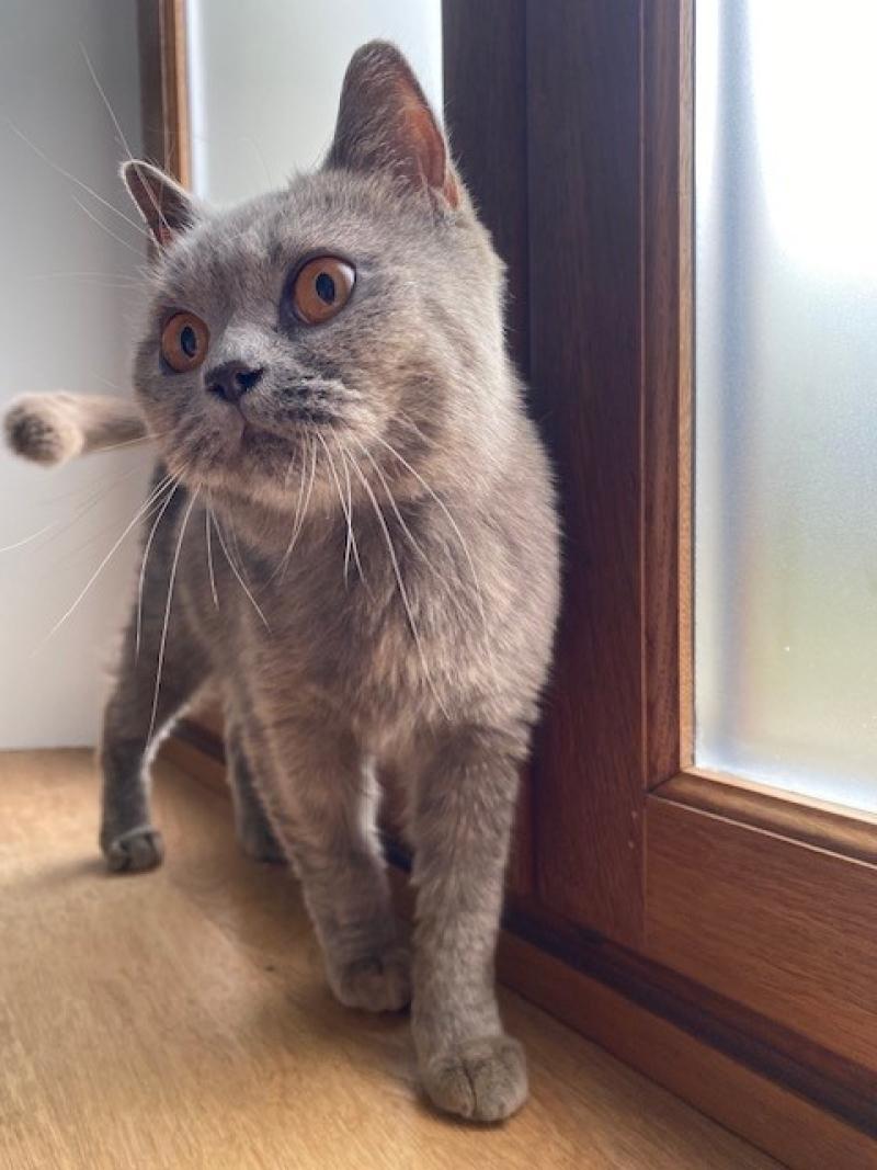 BG * ERIKA WINNING SMILE Femelle British Shorthair