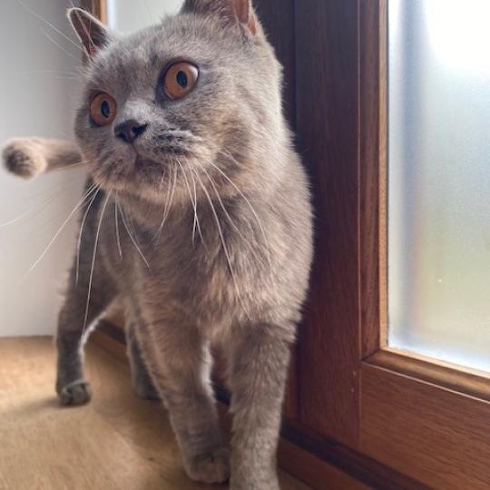 BG * ERIKA WINNING SMILE Femelle British Shorthair