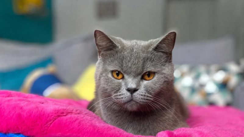 BG * ERIKA WINNING SMILE Femelle British Shorthair