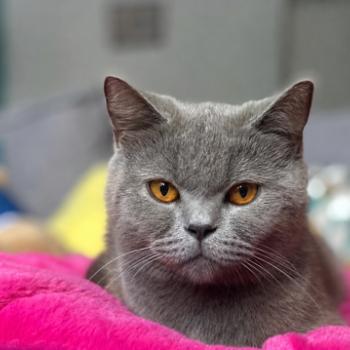 BG * ERIKA WINNING SMILE Femelle British Shorthair