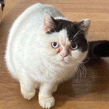 chat British Shorthair chocolate & blanc van UKALA Chatterie des 7'N Rock