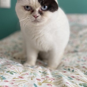 chat British Shorthair chocolate & blanc van UKALA Chatterie des 7'N Rock