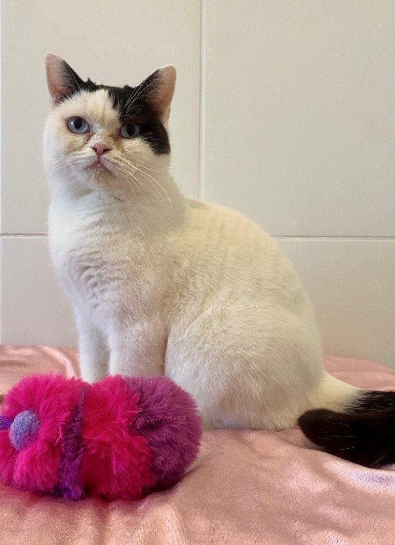 UKALA Femelle British Shorthair