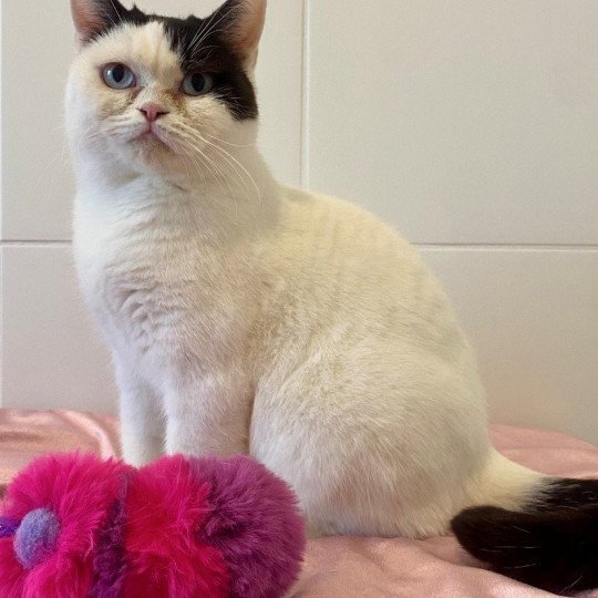 UKALA Femelle British Shorthair