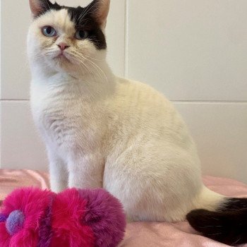 UKALA Femelle British Shorthair