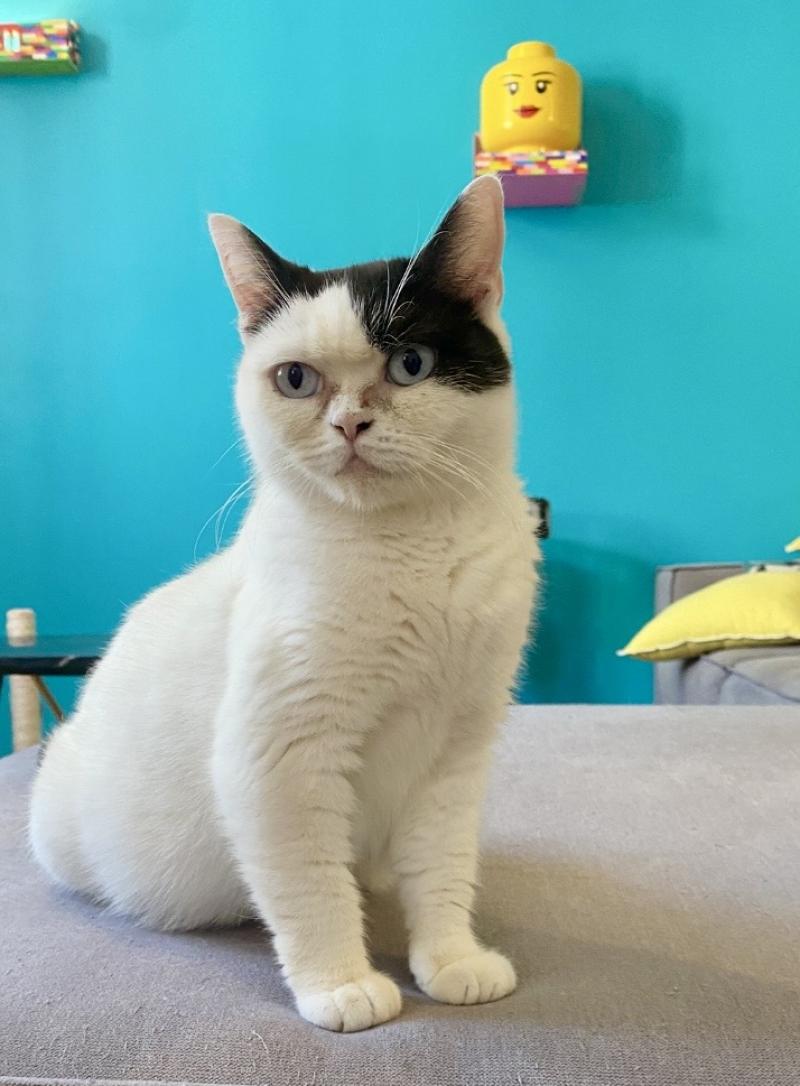 UKALA Femelle British Shorthair