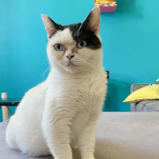 UKALA Femelle British Shorthair