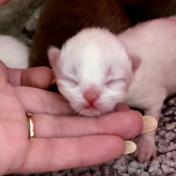 chaton Céleste poils courts point Bloomie Chatterie des 7'N Rock