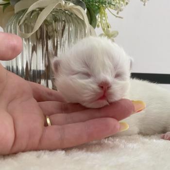 chaton Céleste poils courts point Bloomie Chatterie des 7'N Rock