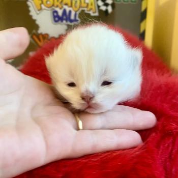 chaton Céleste poils courts point Bloomie Chatterie des 7'N Rock