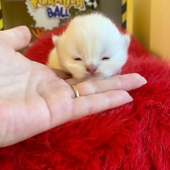 chaton Céleste poils courts point Bloomie Chatterie des 7'N Rock
