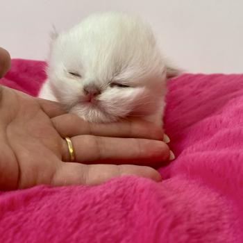 chaton Céleste poils courts point Bloomie Chatterie des 7'N Rock