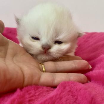 chaton Céleste poils courts point Bloomie Chatterie des 7'N Rock