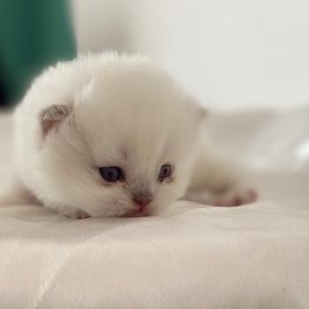 chaton Céleste poils courts point Bloomie Chatterie des 7'N Rock