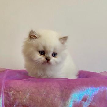 chaton Céleste poils courts point Bloomie Chatterie des 7'N Rock
