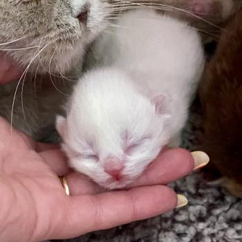 chaton Céleste poils courts point Blush Chatterie des 7'N Rock
