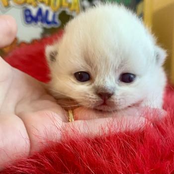 chaton Céleste poils longs point Blush Chatterie des 7'N Rock