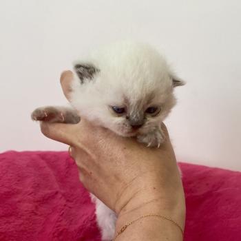 chaton Céleste poils longs point Blush Chatterie des 7'N Rock
