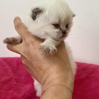 chaton Céleste poils longs point Blush Chatterie des 7'N Rock