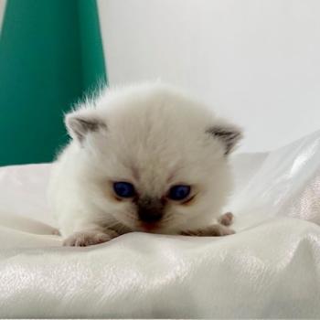 chaton Céleste poils longs point Blush Chatterie des 7'N Rock