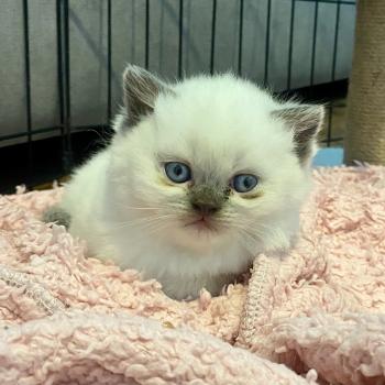 chaton Céleste poils longs point Blush Chatterie des 7'N Rock