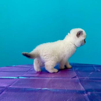 chaton Céleste poils longs point Blush Chatterie des 7'N Rock